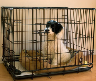 BBYT54 cockapoo puppy sitting in cage indoors